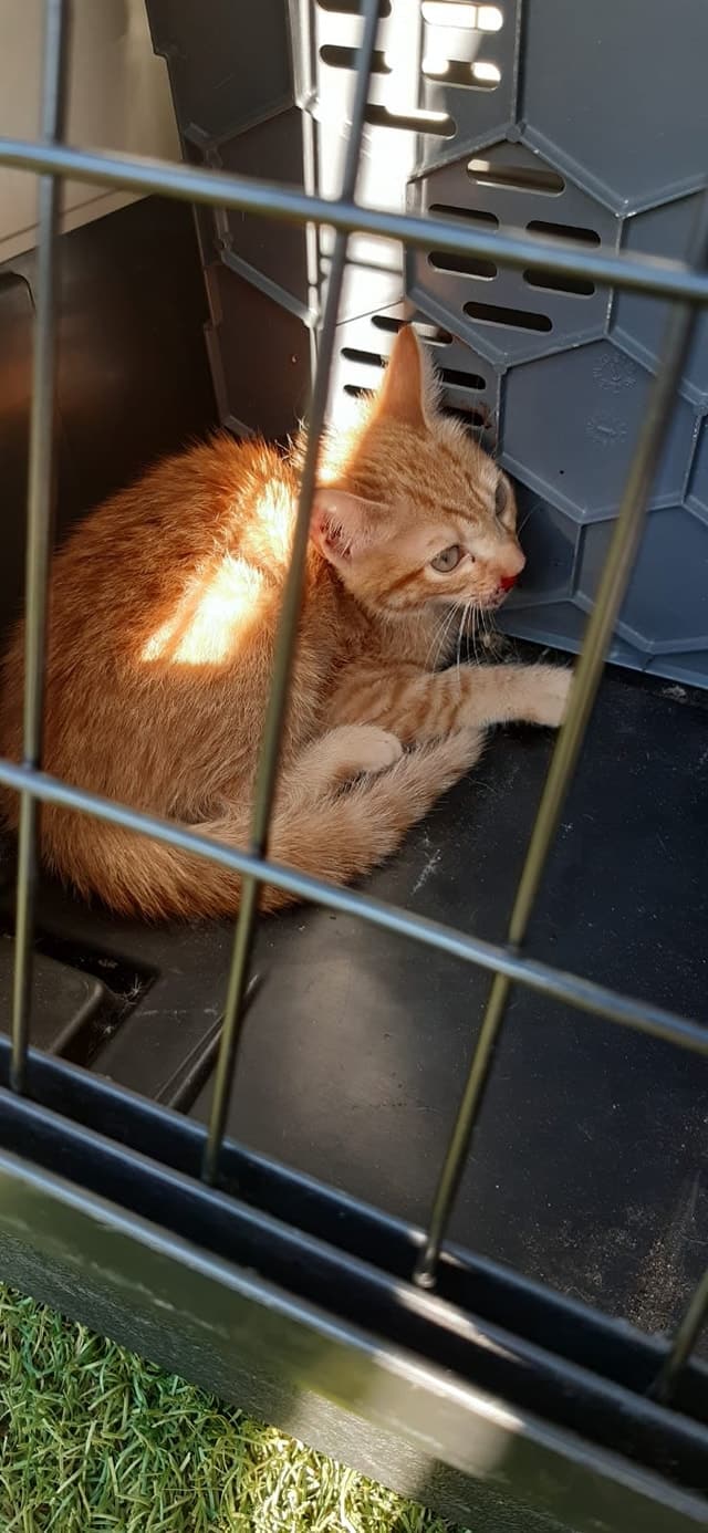 Cats Rescued after 8th Floor Fall