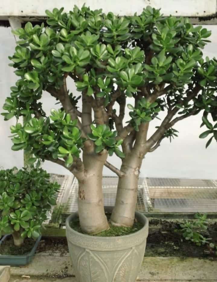 giant jade plant