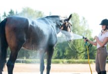 Setting Up a Stables with Second-Hand Equipment: A Budget-Friendly Guide Setting Up a Stables with Second-Hand Equipment: A Budget-Friendly Guide
