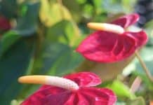 Garden Felix – Anthurium – Flamingo flowers!