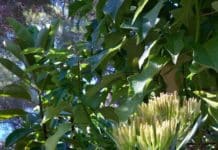 Garden Felix – Candle Plant that lights up the garden!