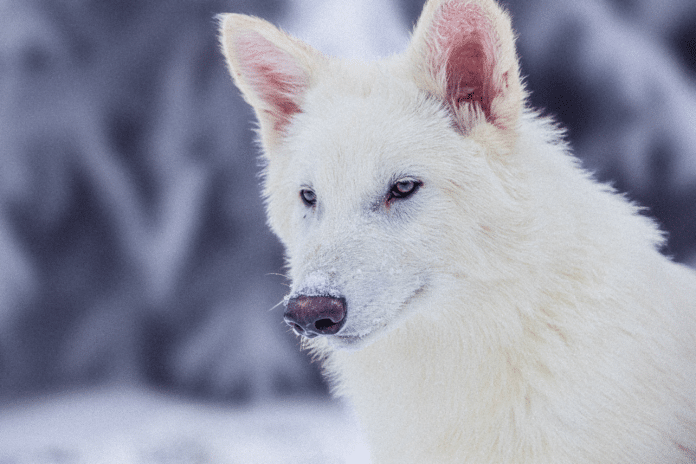 El regreso del lobo terrible marca un hito histórico en la ciencia de la desextinción y potencialmente abre la puerta a otras ambiciosas iniciativas de conservación.