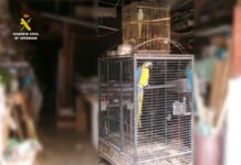 Guardia Civil Discovers Two Illegal Exotic Birds in Santa Pola Garage The birds lacked the necessary documentation for legal ownership, and one of the species is classified as invasive in Spain.