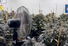 Intensive Marijuana Grow Operation Dismantled in Murcia The operation ended with the arrest of the two suspects, charged with drug-related offenses and electricity fraud.