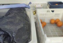 Alicante Seniors’ Meals Exposed to Urine and Faeces in Delivery Vans Union sources report that dirty sheets and clothing covered in urine and faeces are being transported alongside food, including desserts and bread, in unmarked vans.