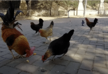 Straatkippen in Torrevieja worden geconfronteerd met dodelijk vergiftigingsmysterie De autoriteiten vermoeden dat de vogels vergiftigd voedsel hebben gegeten dat opzettelijk op een bepaalde plek was achtergelaten. De toxicologische resultaten van het voedsel en de karkassen zijn echter nog niet bekend.