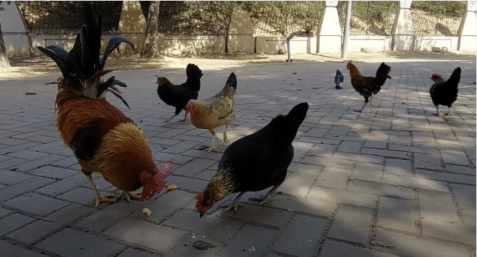 Myndighetene tror fuglene kan ha inntatt forgiftet mat som med vilje var etterlatt i ett område, selv om det fortsatt ikke er klare resultater av toksikologiske analyser av maten og kadaverne.