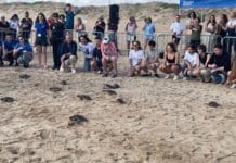 La Mata Beach verwelkomt vrijlating van 16 onechte karetschildpadden Nadat ze hun eerste jaar onder gecontroleerde zorg in het Oceanogràfic in Valencia hadden doorgebracht, waagden de schildpadden zich voor het eerst in zee, aangemoedigd door de lokale bevolking, schoolkinderen, vrijwilligers en ambtenaren.
