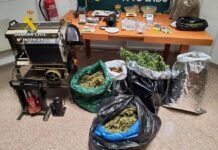 Civil Guard Dismantles Marijuana Plantation in Los Montesinos Los Montesinos authorities have dismantled an illegal marijuana plantation, seizing more than 13 kilos of cannabis and arresting two people in connection with drug-related offenses.
