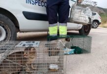 Sterilization Plan for Stray Cats Across Orihuela Municipality announced The contract covers 640 cats (320 males and 320 females), costs €131,348, and is expected to last up to 15 months.