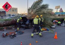 CONDUCTOR DE TORREVIEJA MUERE AL CAERLE UNA PALMERA INFESTADA DE GORGOJOS MORTALES El catastrófico incidente ocurrió alrededor de las 5:10 pm en el tramo entre la rotonda de Carrefour y La Hoya, cerca de la estación de inspección técnica de vehículos (ITV).