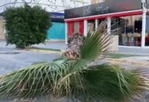 Safety fears grow as Another Palm Tree Collapses on Juan Aparicio Seafront in Torrevieja Councillor for Parks and Gardens, Concha Sala, said that the presence of the red palm weevil cannot be ruled out