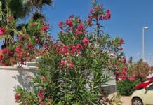 “Where’s the Access? Disabled Residents Face Daily Barriers while Orihuela Council Accessibility Committee Remains Silent” For many disabled and elderly residents, navigating Orihuela remains a daily ordeal, marked by physical obstacles and what campaigners describe as a persistent lack of effective action from the City Council.