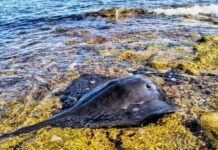 Dramatic Rescue Saves Rare Violet Stingray Stranded on Torrevieja Coast With the added help of members of the Real Club Náutico de Torrevieja, UMAT agents carefully freed the animal from the rocks and guided it back into open water.