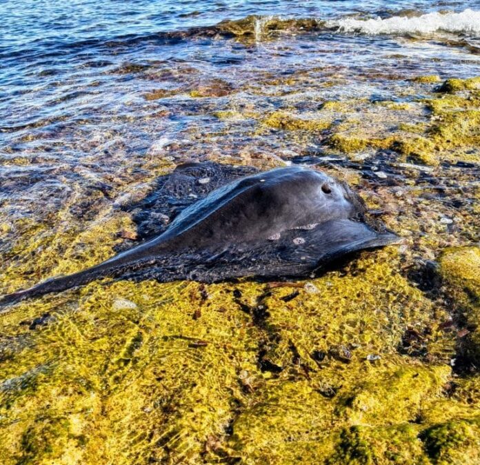 With the added help of members of the Real Club Náutico de Torrevieja, UMAT agents carefully freed the animal from the rocks and guided it back into open water.