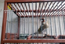 Civil Guard Investigates San Pedro del Pinatar Resident for Illegal Possession of Finches SEPRONA placed the animals under the jurisdiction of the San Javier Court and initiated proceedings for the suspected commission of a wildlife protection offense, as defined in the Penal Code.