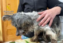 Ein Einwohner von Águilas wird wegen Tierquälerei untersucht, nachdem ein Hund in kritischem Zustand aufgefunden wurde. Der Fall kam durch einen Hinweis aus der Bevölkerung ans Licht, woraufhin Beamte des Naturschutzdienstes SEPRONA ein Grundstück in der Stadt inspizierten.