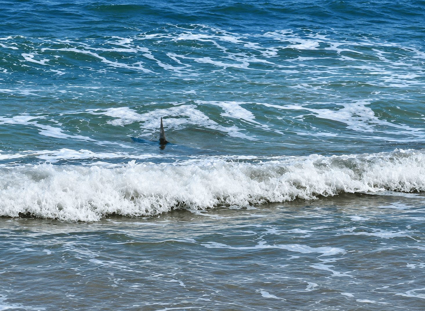 Were Sharks Just Sighted Off the Guardamar Coastline? Video Sparks Debate Among Fishermen