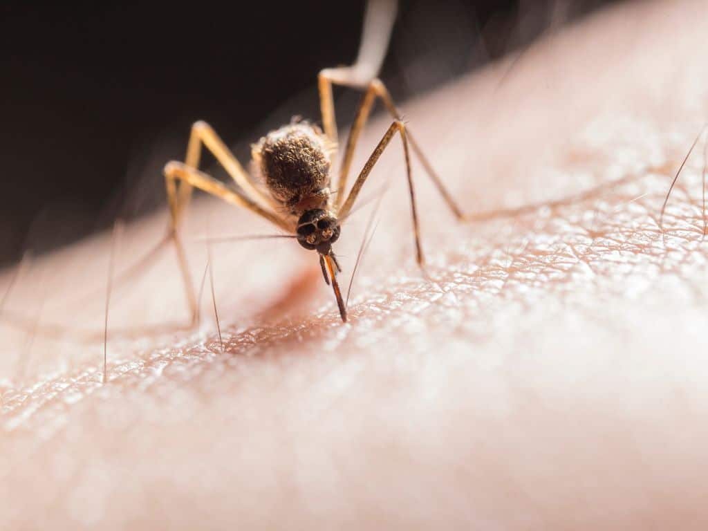 Why Mosquitoes Bite Some People More Than Others