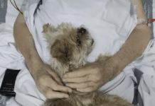 Despedida final: Paciente de la UCI se reencuentra con su querido Yorkshire Terrier en sus últimas horas. “Estaba completamente consciente y nos dijo que quería morir con su perro”, explicó Gloria Pérez, jefa de la Unidad de Cuidados Intensivos del hospital. “Como no era posible trasladarlo a casa debido a su estado, buscamos la manera de cumplir ese deseo dentro del hospital”.